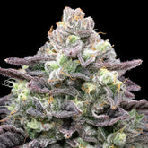 π Berry Pie Seeds (100% off)